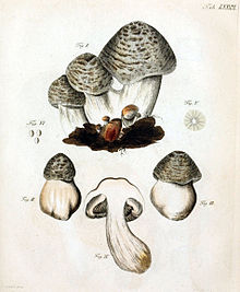 Schaffer's 1762 illustration of Agaricus tigrinus is now thought to represent Tricholoma pardinum. Agaricus tigrinus, Schaefer 1762.jpg