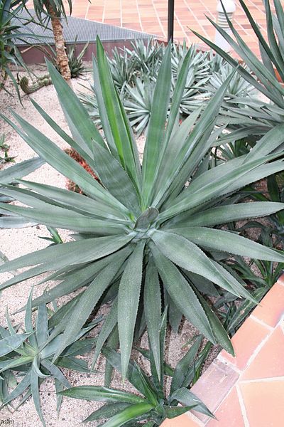 File:Agave Fourcroydes & Mexico (1) (11983250105).jpg