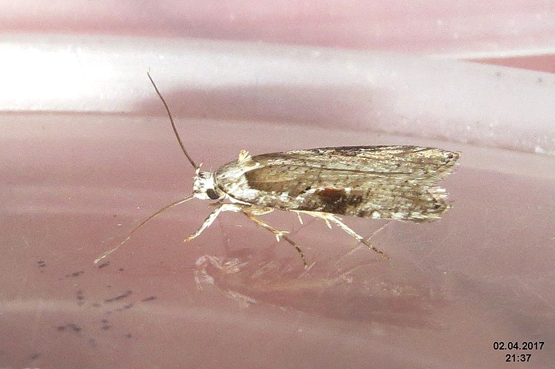 File:Agonopterix alstromeriana (sw) (33446562120).jpg