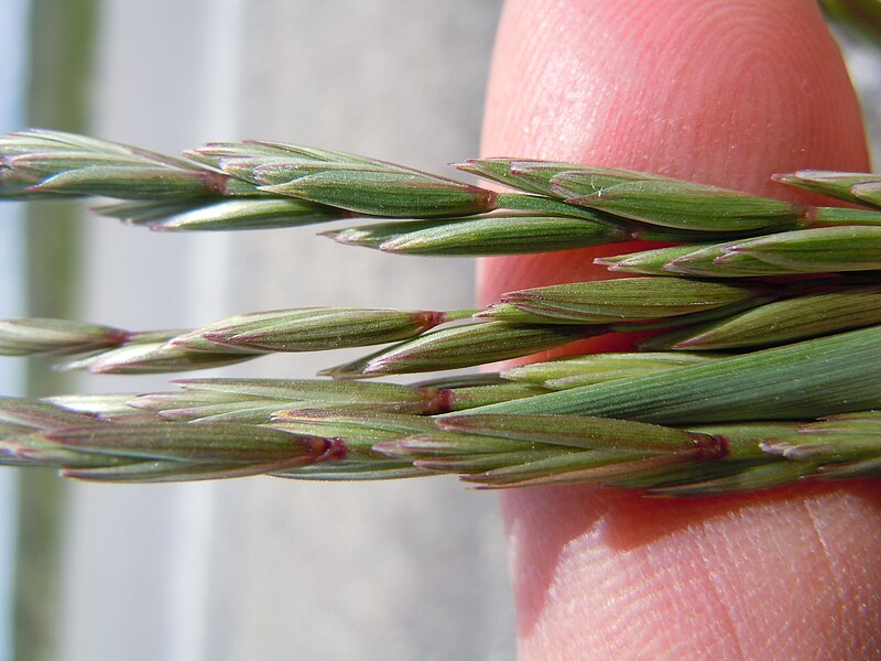 File:Agropyron trachycaulum (5172832976).jpg