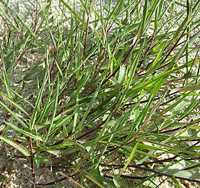 Krybhvene (Agrostis stolonifera).