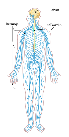 Viestit kehosta aivoihin ja käskyt aivoista kehoon kulkevat hermoja pitkin.
