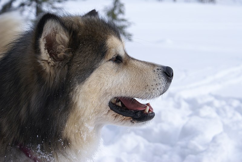 File:Alaskan Malamute Inu 1.jpg