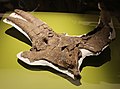 Holotype skull without the postcranial elements Albertaceratops nesmoi skull by Nick Longrich.jpg