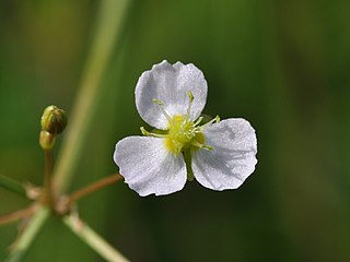 <i>Alisma plantago-aquatica</i> Species of plant