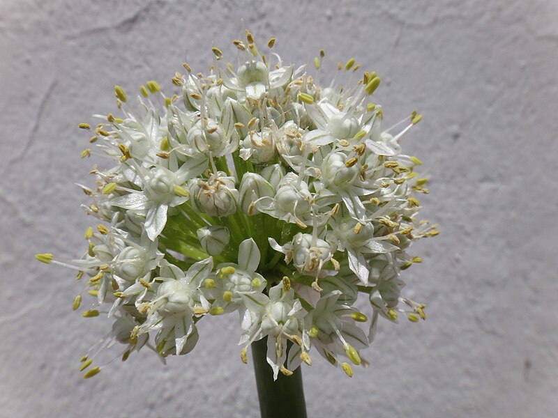 Archivo:Allium cepa inflorescence 09.jpg