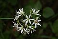 Allium ursinum