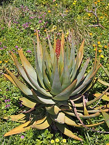 Aloe ferox, Aloes uzbrojony, Erice, 2023-02-22