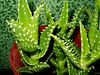 Aloe squarrosa front.jpg