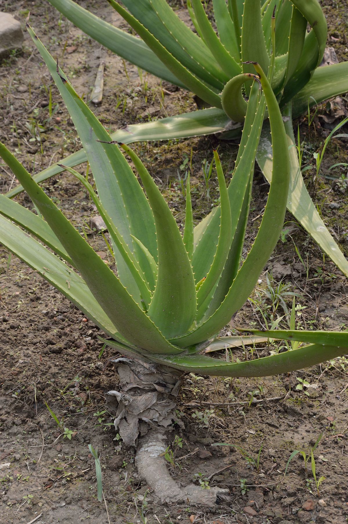 Hogyan készítsünk házilag Aloe vera gyógyitalt? – Életforma
