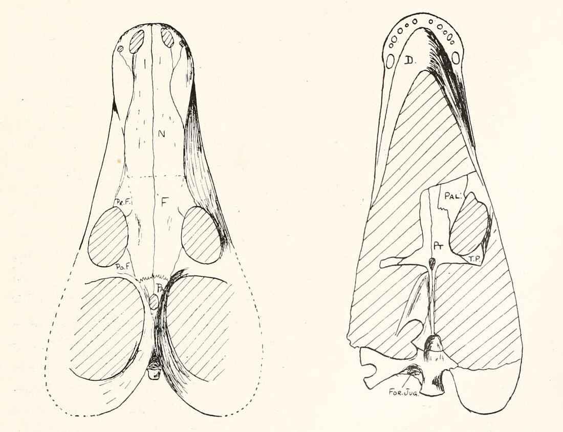 Alopecognathus