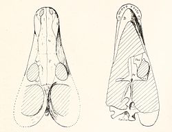 Alopecognathus minor Haughton.jpg