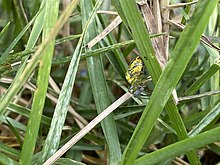 Alpaida variabilis Bogota.jpg