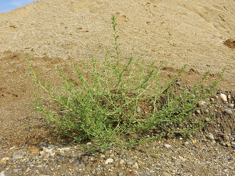 File:Amaranthus albus sl34.jpg