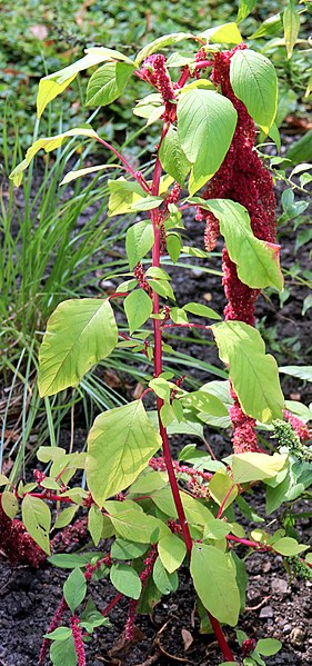 File:Amaranthus caudatus Prague 2017 1.jpg