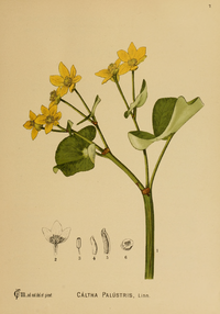 Caltha palustris