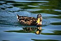 Image 265American black duck (Anas rubripes) at Quarry Lake, Naperville, Illinois, US