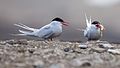 * Nomination Arctic terns trying to steal each other the prey --AWeith 21:59, 27 September 2016 (UTC) * Promotion Good quality. --Peulle 22:20, 27 September 2016 (UTC)