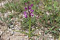 Anacamptis laxiflora