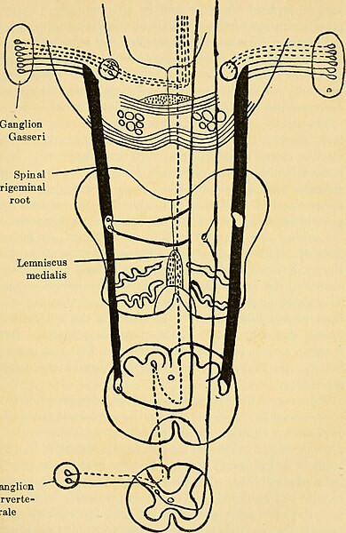 File:Anatomical, phylogenetical and clinical studies on the central nervous system (1927) (17982113390).jpg