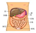 肝臟的缩略图