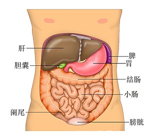 Anatomy Abdomen Tiesworks zh.jpg