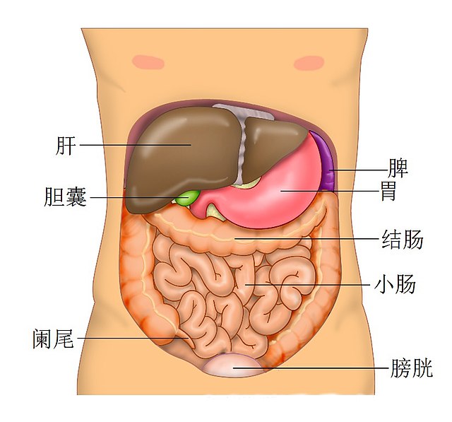 肝脏- 维基百科，自由的百科全书