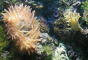 Sea anemone (Actiniaria) and leather coral (Alcyonacea)