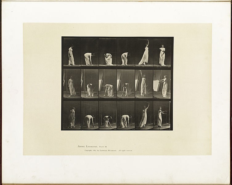 File:Animal locomotion. Plate 503 (Boston Public Library).jpg