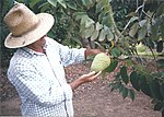 Thumbnail for File:Annona cherimola Brazil.jpg