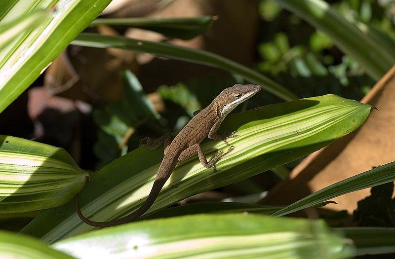 File:Anolis carolinensis brown.jpg