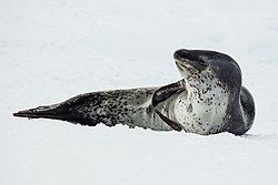 Antarctic Sound-2016-Brown Bluff–Leopard seal (Hydrurga leptonyx) 04.jpg