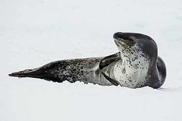 Leopard seal on sea ice.