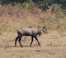 Antelope India 2.jpg