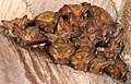 Antrozous pallidus (Pallid Bat) (3406423862).jpg