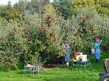 Apple picking in Styria Apfelernte Steiermark 01.jpg