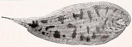 Apionichthys dumerili