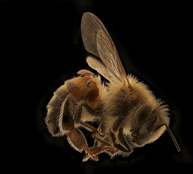 File:Apis mellifera and Verroa2 2019-09-06-19.00.03 ZS PMax UDR (48690841378).jpg