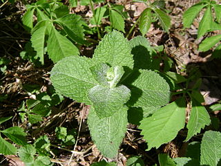 <i>Mentha suaveolens</i> species of plant