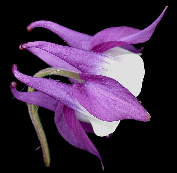 File:Aquilegia vulgaris 15-p.bot-aquil.vulga-017.jpg