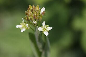 Tower_mustard plant, "Arabis glabra" Arabis glabra 3.JPG