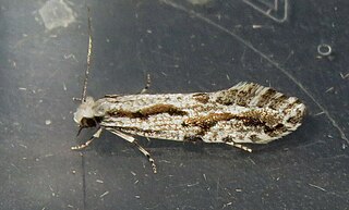 <i>Archinemapogon yildizae</i> Species of moth