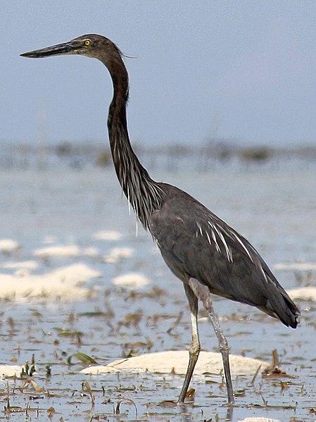 File:Ardea sumatrana -Palawan, Philippines-8 2.jpg