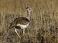 Ardeotis kori, Etosha, Namibia