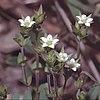 Arenaria serpyllifolia eF.jpg