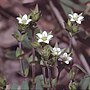 Thumbnail for Arenaria serpyllifolia