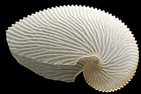 Fotografia de uma concha de molusco cefalópode da espécie Argonauta argo; espécime do Museu de Zoologia da Universidade de Cambridge.
