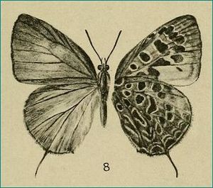 ArhopalaDisparRiley1921MUpUnAC1.jpg