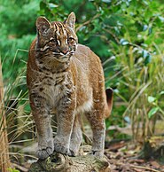 Asian Golden cat.jpg