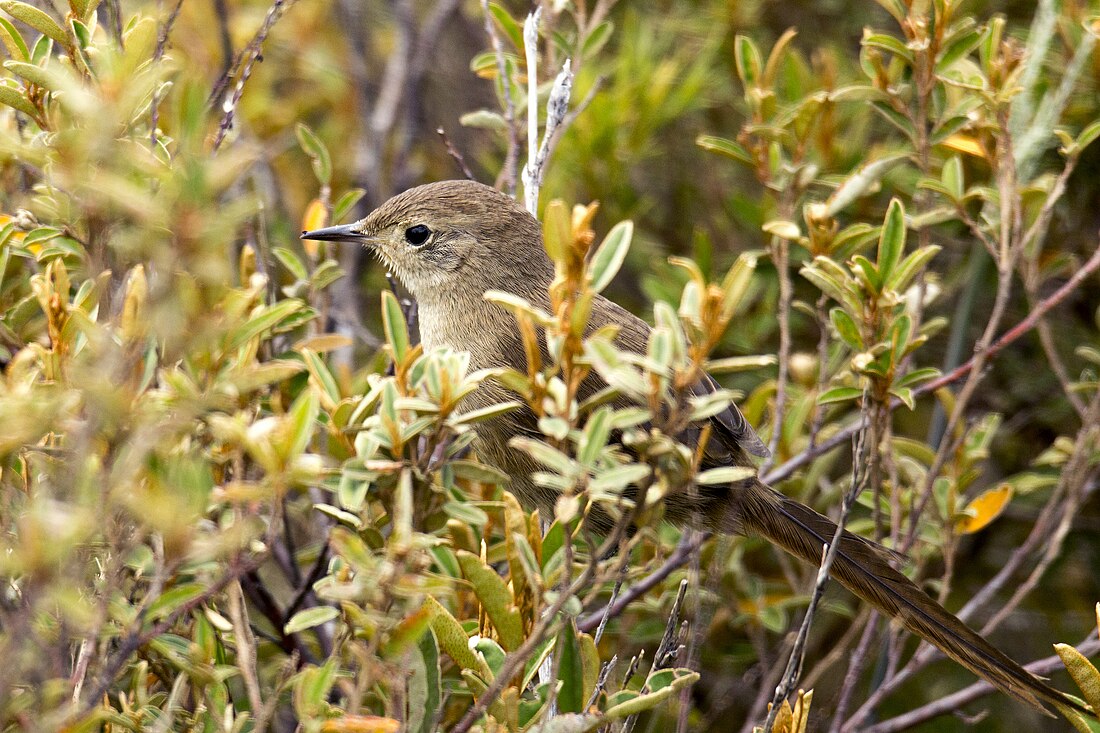 Oreophylax moreirae